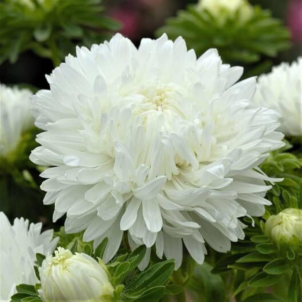 Paeony Herzogin Gelb Aster Samen zur Aussaat Blume Beet