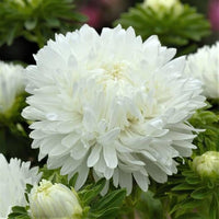Paeony Herzogin Gelb Aster Samen zur Aussaat Blume Beet