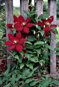 Kastanienrot Waldrebe Blumensamen zur Aussaat – Drought verträglich – Traditionssorte & ohne Gentechnik Samen Hausgarten