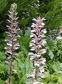 ACANTHUS MOLLIS Acanthus mollis Blumensamen zur Aussaat Blume Beet