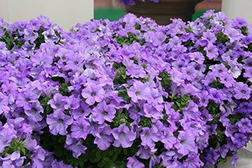 Rare petunia hybrid petunia spp. samen for anpflanzung in blume bed