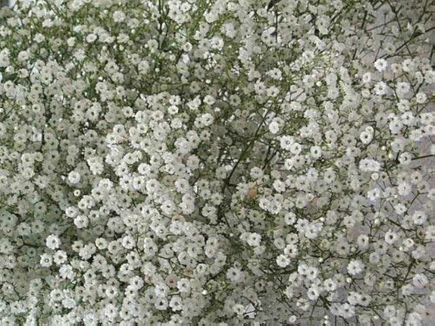 Rot Babys' Atem Gypsophila Elegans Blumensamen Delicate – Airy Blüten the Garten