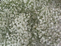 Rot Babys' Atem Gypsophila Elegans Blumensamen Delicate – Airy Blüten the Garten