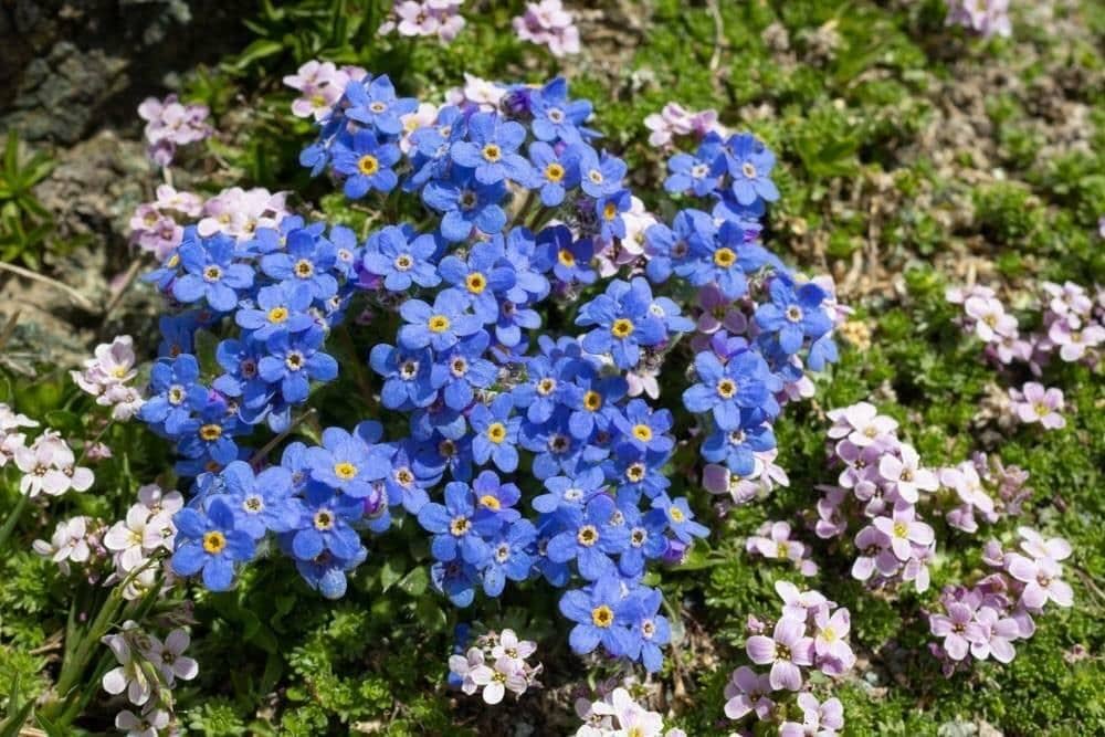 Alpenblumensamen Blumensamen zur Aussaat Alpine Garten
