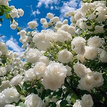 Weiß kletternd Rose Blumensamen zur Aussaat – hochwertige Qualitäts- – Traditionssorte & ohne Gentechnik Samen Hausgarten