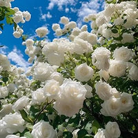 Weiß kletternd Rose Blumensamen zur Aussaat – hochwertige Qualitäts- – Traditionssorte & ohne Gentechnik Samen Hausgarten