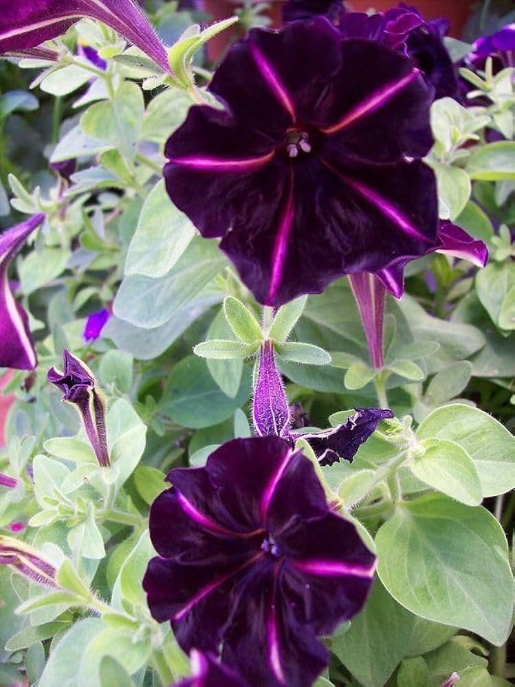Schwarz Lila Petunie Blumensamen zur Aussaat Halbschatten verträglich Traditionssorte & ohne Gentechnik Samen Hausgarten