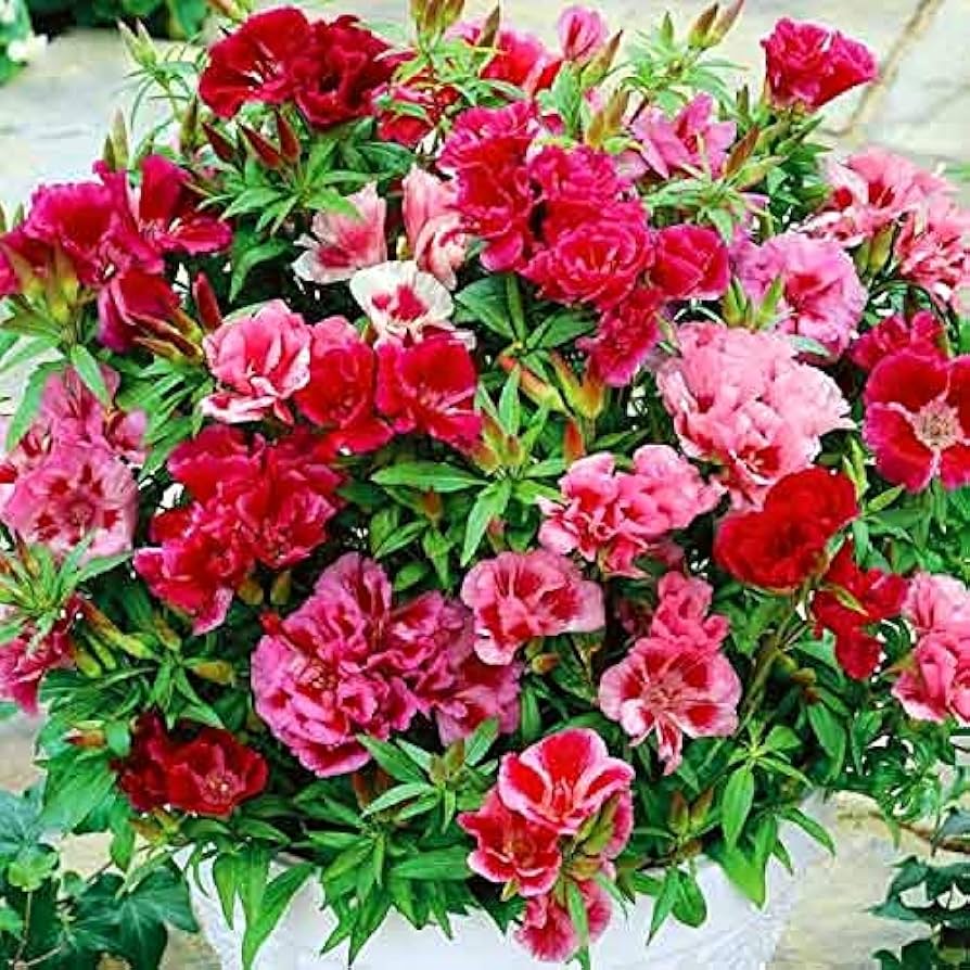 Godetia Clarkia amoena Farewell Frühling Samen zur Aussaat einjährige Blume Beet