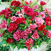 Godetia Clarkia amoena Farewell Frühling Samen zur Aussaat einjährige Blume Beet
