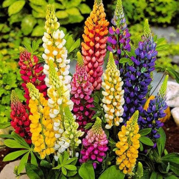 Mixed lupine blume samen for wildflower garten anpflanzung