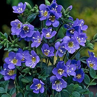 Blau polemonium blume samen for anpflanzung - sun loving, heirloom & gmo free samen for home garten
 
 sale for anpflanzung in home garten.