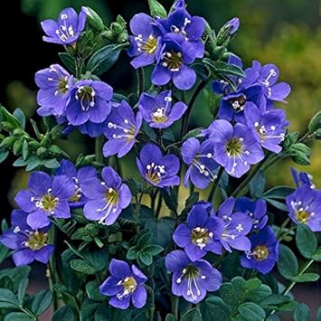 Blau polemonium blume samen for anpflanzung - sun loving, heirloom & gmo free samen for home garten
 
 sale for anpflanzung in home garten.