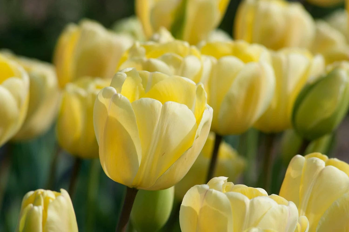 Tulip blume samen for anpflanzung - hardy variety, heirloom & gmo free samen for home garten
 
 sale for anpflanzung in home garten.
