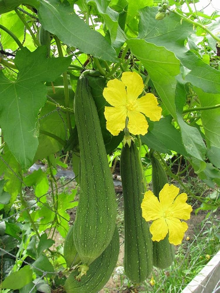 Luffa Blumensamen zur Aussaat saisonal Dauerblüher Traditionssorte & ohne Gentechnik Samen Hausgarten
