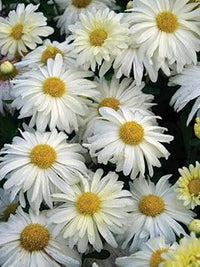 Weiß & gelb chrysanthemum blume samen for anpflanzung - sun loving, heirloom & gmo free samen for home garten
 
 sale for anpflanzung in home garten.