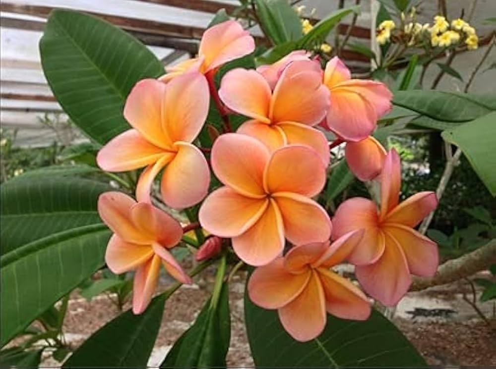 Orange Gelb Plumeria Blumensamen – duftend – leuchtend Blüten tropisch Gärten