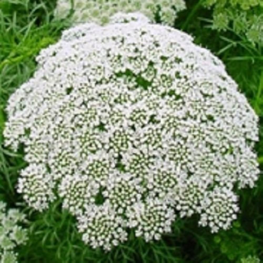 Lace blume samen for anpflanzung - pollinator friendly, heirloom & gmo free samen for home garten
 
 sale samen for anpflanzung in home garten