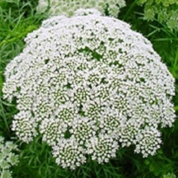 Lace blume samen for anpflanzung - pollinator friendly, heirloom & gmo free samen for home garten
 
 sale samen for anpflanzung in home garten