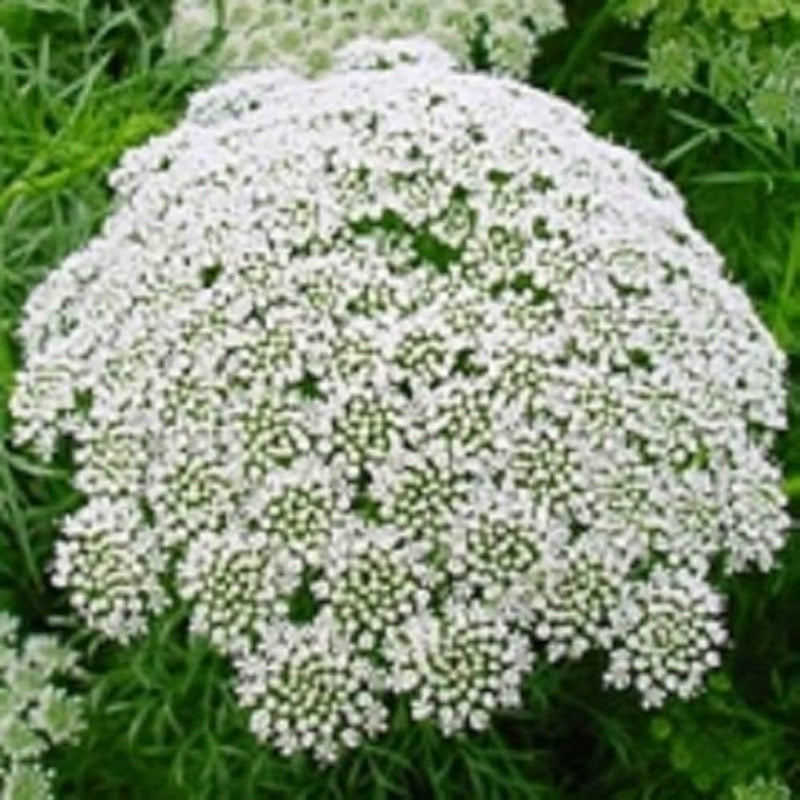 Lace blume samen for anpflanzung - pollinator friendly, heirloom & gmo free samen for home garten
 
 sale samen for anpflanzung in home garten