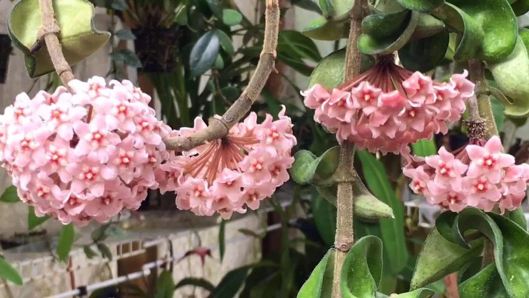 hell Rosa Carnosa Blumensamen kompakt Wuchs Traditionssorte & ohne Gentechnik Samen Hausgarten