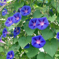 Morning Glory Samen zur Aussaat Ipomoea Purpurea trellis Garten balcony fence