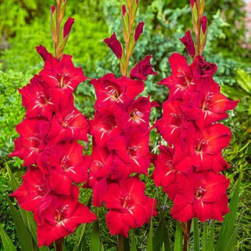tief Rot Gladiole Blumensamen – Drought verträglich Traditionssorte & ohne Gentechnik Samen Hausgarten