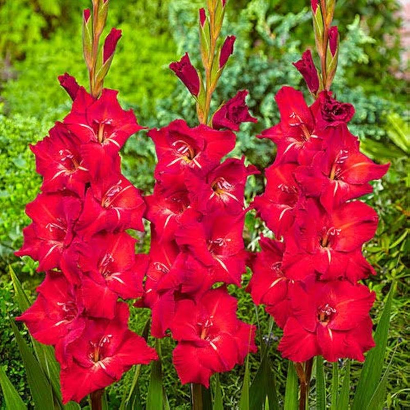 tief Rot Gladiole Blumensamen – Drought verträglich Traditionssorte & ohne Gentechnik Samen Hausgarten