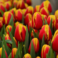 Tulpe Blumensamen zur Aussaat sonnenliebend Traditionssorte & ohne Gentechnik Samen Hausgarten