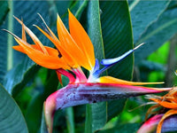 Orange Reginae Blumensamen zur Aussaat duftend Blüten Traditionssorte & ohne Gentechnik Samen Hausgarten