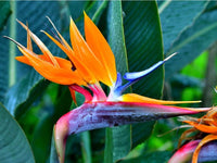 Paradiesvogelblume Blumensamen zur Aussaat – pflegeleicht – Traditionssorte & ohne Gentechnik Samen Hausgarten