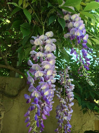 Blauregen Sinensis Blumensamen (Glyzinienblumensamen)