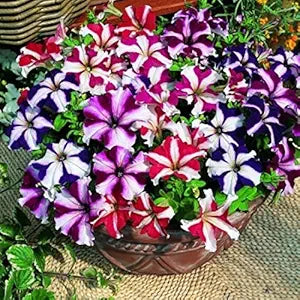 Mixed petunia violacea blume petunia violacea for anpflanzung in blume bed