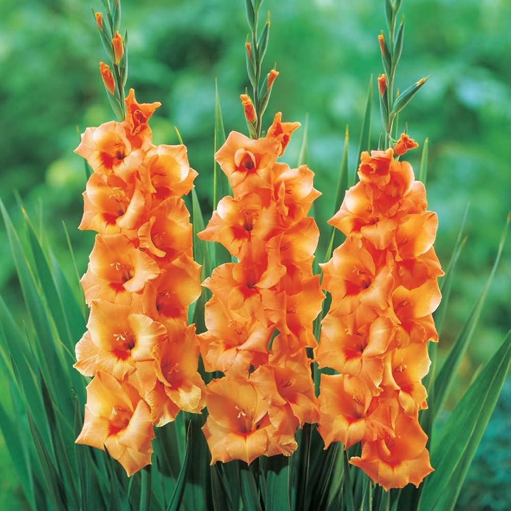 dunkel Orange Gladiole Blumensamen zur Aussaat – Bestäuber freundlich Traditionssorte & ohne Gentechnik Samen Hausgarten