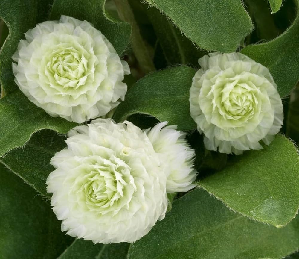 Gomphrena Buddy Cissy Samen zur Aussaat Dried Blumen und einjährig Beds