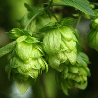 Grün Humulus Lupulus Blumensamen zur Aussaat – Schnitt Blume beliebt – Traditionssorte & ohne Gentechnik Samen Hausgarten