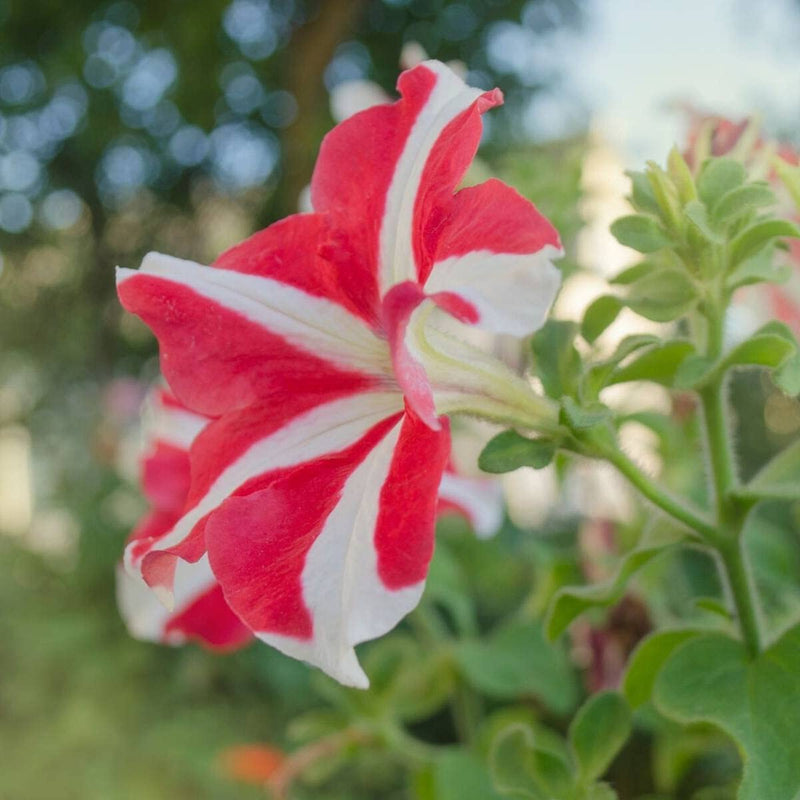 Petunia confetti tango rot star for anpflanzung in blume bed
