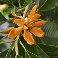 Magnolia Orange Blumensamen – Orange Magnolias Garten Schauanlagen