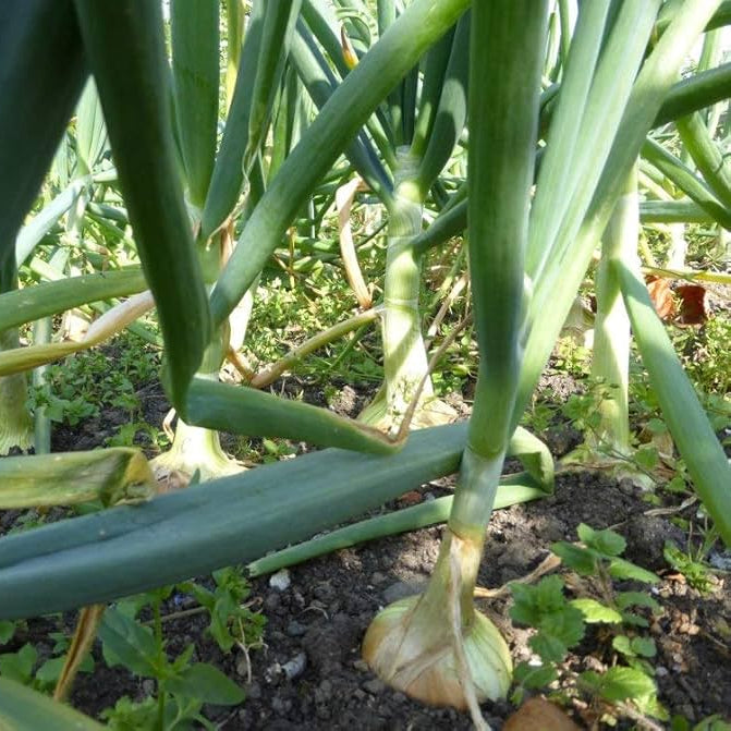 Blau Knoblauch Samen zum Pflanzen  Premium Gemüse Planting Samen.