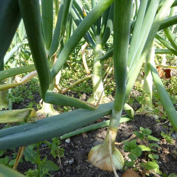 Blau Knoblauch Samen zum Pflanzen  Premium Gemüse Planting Samen.