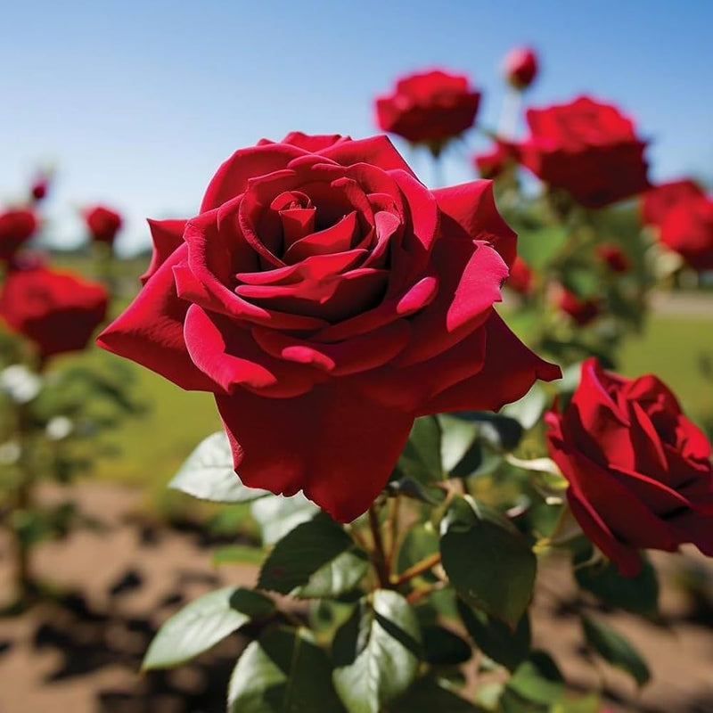Rose tree standard rosa blume samen for anpflanzung