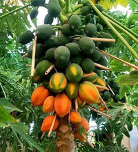 Zwerg papaya Samen für einfaches Anpflanzen