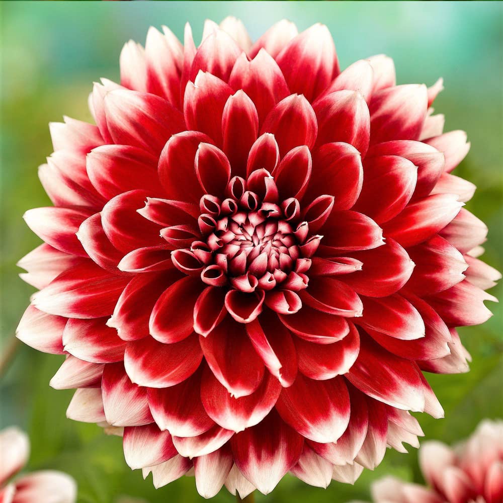 tief Rot Weiß Chrysantheme Blumensamen zur Aussaat – kompakt Wuchs – Traditionssorte & ohne Gentechnik Samen Hausgarten