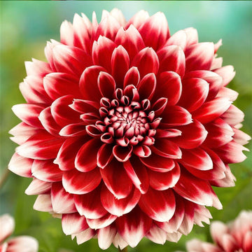 tief Rot Weiß Chrysantheme Blumensamen zur Aussaat – kompakt Wuchs – Traditionssorte & ohne Gentechnik Samen Hausgarten