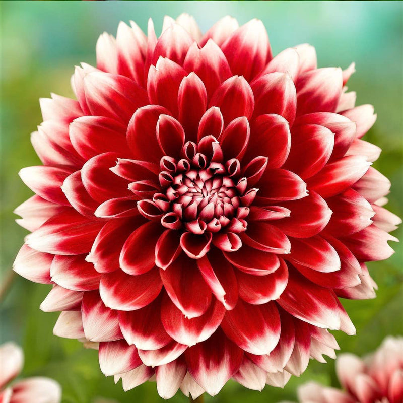 tief Rot Weiß Chrysantheme Blumensamen zur Aussaat – kompakt Wuchs – Traditionssorte & ohne Gentechnik Samen Hausgarten