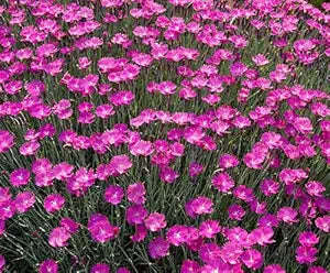 Dianthus maiden rosa for anpflanzung in home garten