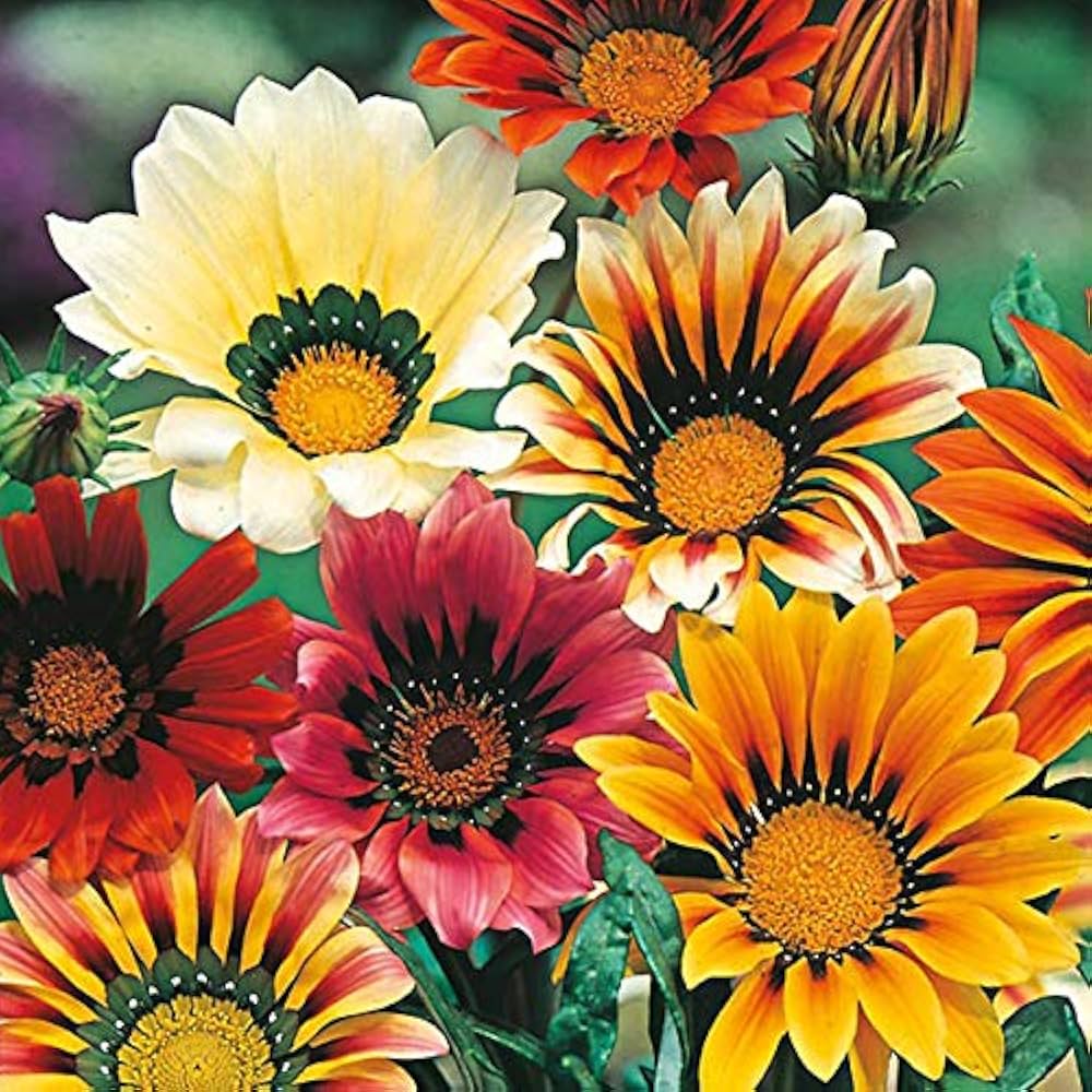 Africa Mittagsgold Mittagsgold rigens Sonnenblume Samen zur Aussaat Blume Beet und Garten