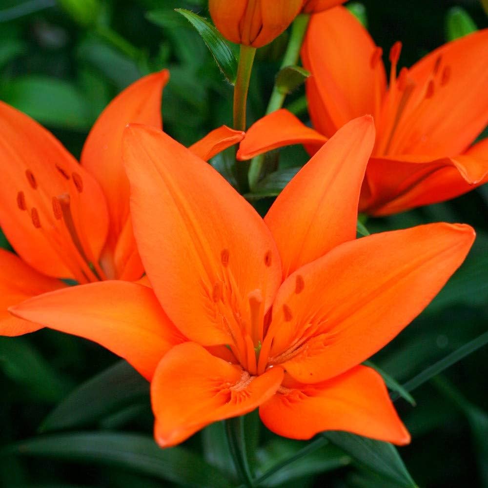 Lily lilium spp. for anpflanzung in blume bed