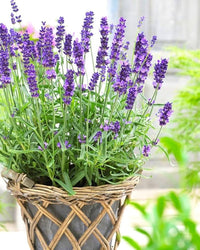 Lavanda Blumensamen zur Aussaat – Schnitt Blume beliebt – Traditionssorte & ohne Gentechnik Samen Hausgarten