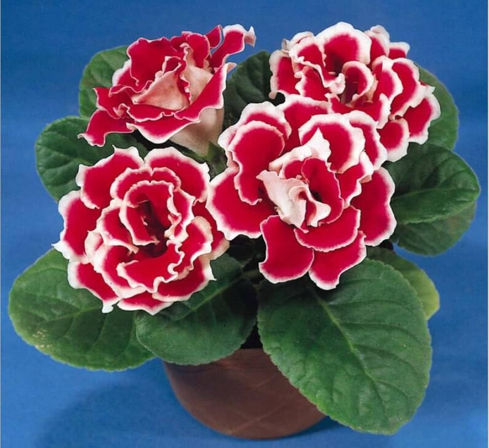 Gloxinie Sinningia speciosa Blumensamen zur Aussaat für Innenräume Garten und Container