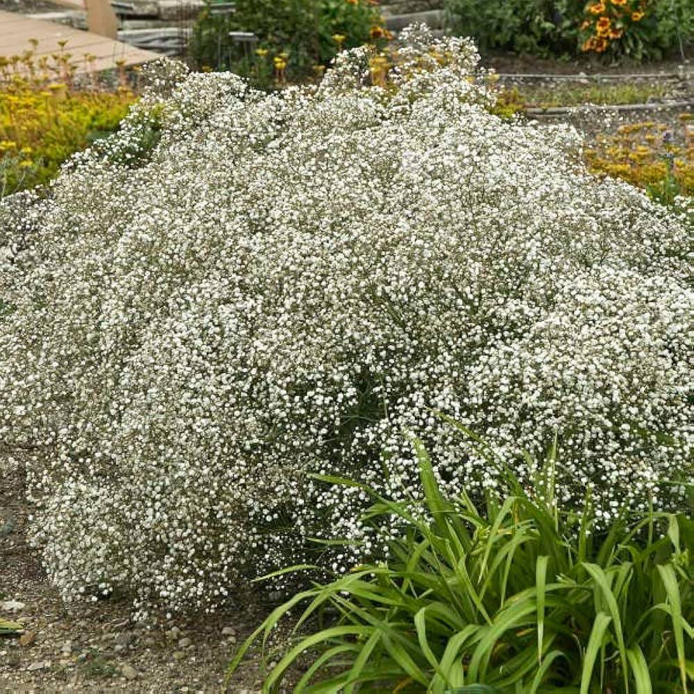 Gypsophila Gypsy kompakt Weiß Blumensamen zur Aussaat Blume Beet